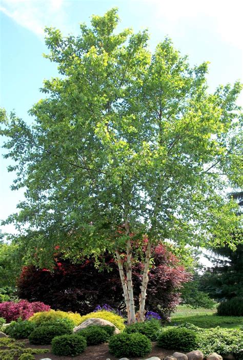 Betula Nigra Heritage River Birch Leafland Limited Best Price