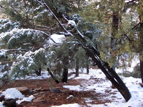 Free Images Tree Forest Wilderness Branch Snow Winter Weather