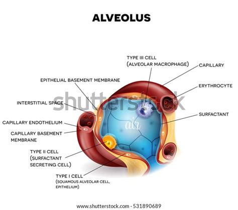 Alveolus Closeup Anatomy Three Types Alveolar Stock Vector (Royalty Free) 531890689