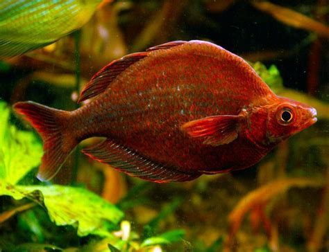 Red Irian Rainbow Fish