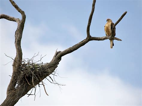 Whistling Kite Bird Facts Haliastur Sphenurus Birdfact