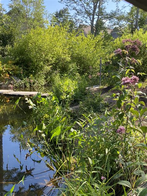 Brcdwi Native Plants For Watershed Protection Coastal Maine