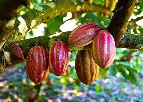 Cacao Fresco Fotograf A De Stock Mojojojo Depositphotos