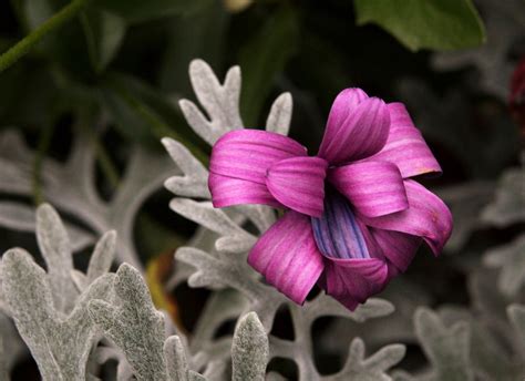 Wallpaper Flowers Plants Pink Leaf Flower Flora Petal