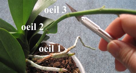 Entretien d une orchidée après floraison l atelier des fleurs