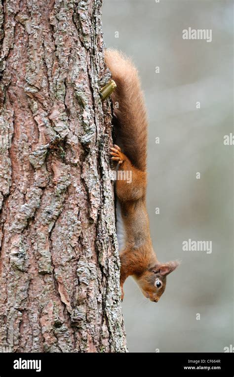 Una Ardilla Roja Sciurus Vulgaris Corriendo Por El Tronco De Un Rbol