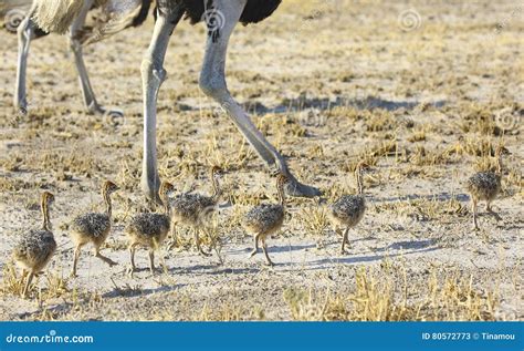 Ostrich Chicks Walking With The Mother Stock Image Image Of Ostrich