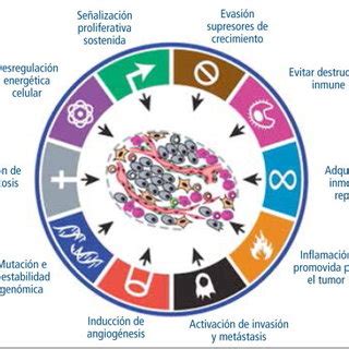 Fases Del Cancer