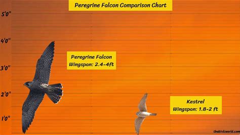 Peregrine Falcon Size: How Big Are They Compared To Others