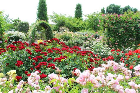 How To Identify And Treat Common Rose Diseases Gardener S Path