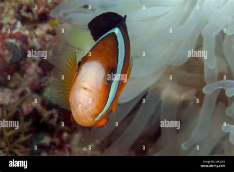 Anemonefish Saddleback Clownfish Amphiprion Polymnus Near Panglao