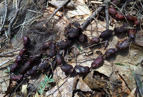 Spicebush Log: Porcupine Places and Parts