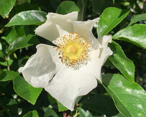 Rosa Laevigata Species Rose Gardensonline