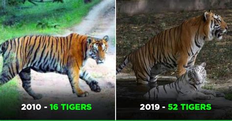 Manas National Park In Assam Sees 3 Fold Rise In Tiger Population Due