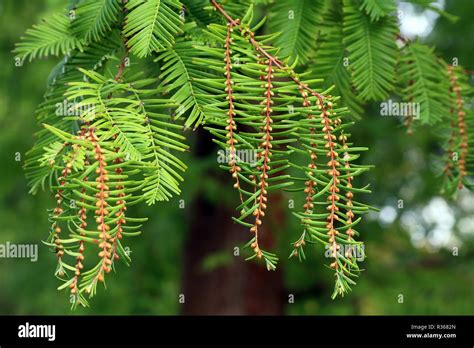 Male Flowers Dawn Redwood Metasequoia Glyptostroboides Stock Photo Alamy