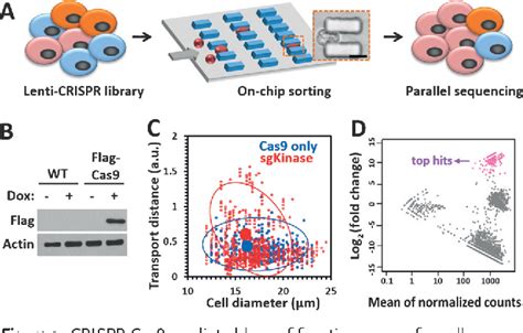 Figure 2 From Microfluidic Cell Deformability Assay For Rapid And