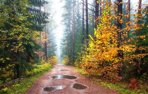 Autumn Park In October Yellow Trees In Forest Fall Scene Stock Photo