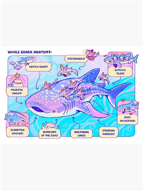 Whale Shark Anatomy | Poster sold by Edwin Onwumelu | SKU 43792436 | 60 ...