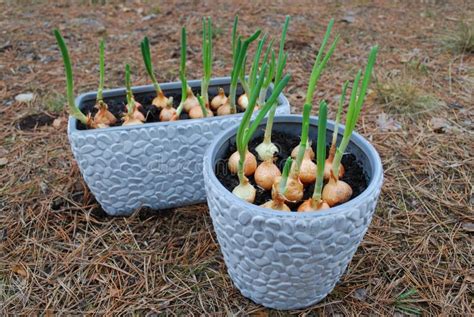 Spring Onion Seedlings To Grow At Home Stock Photo Image Of Spring