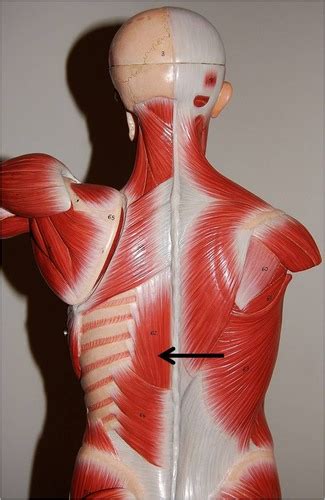 Muscles Of Deep Back Abdominal Wall And Pelvic Floor Flashcards Quizlet