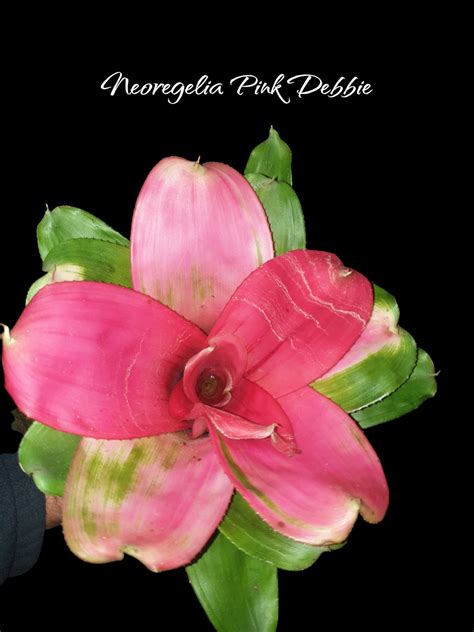 Neoregelia Pink Debbie Les Jardins Voyageurs Vente Plantes Rares