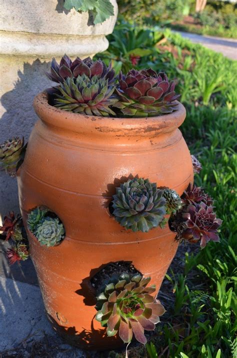 Planting Hens And Chicks In Pots A Comprehensive Guide Succulent Source