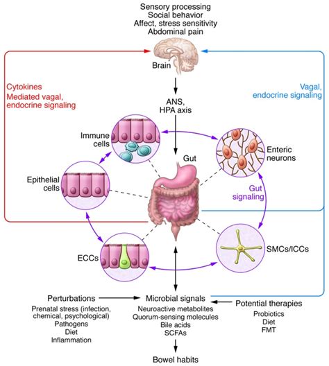 Bidirectional Interactions Within The Gut Microbiota Brain Axis 126