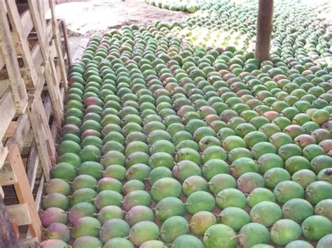 Green Natural Ratnagiri Alphonso Hapus Mangoes Packaging Type Carton