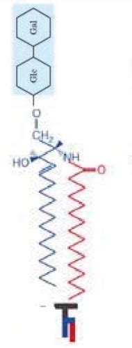 Biochem Exam 3 Structures Flashcards Quizlet