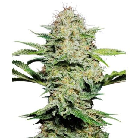 Graines De Cannabis Sensi Seeds Sensi Skunk Auto Villabafo