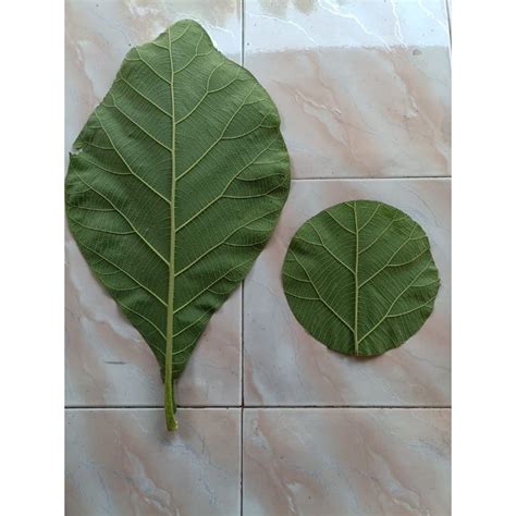 Jual DAUN JATI SEGAR 1 KG Shopee Indonesia