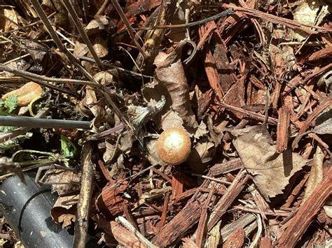 Id Request Panaeolus Sp Mushroom Hunting And Identification