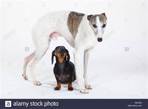 Black Whippet High Resolution Stock Photography and Images - Alamy