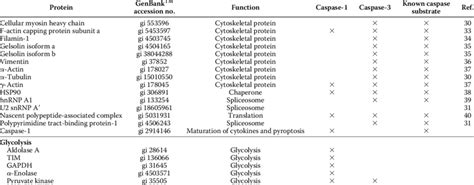 List of the known caspase substrates and glycolysis enzyme substrates ...