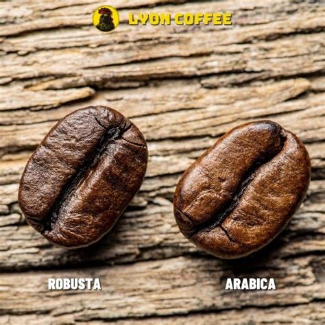 So Sánh Arabica Và Robusta Sự Khác Biệt Hương Vị Và Giá Bán