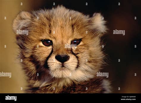 Cheetah anatomy hi-res stock photography and images - Alamy