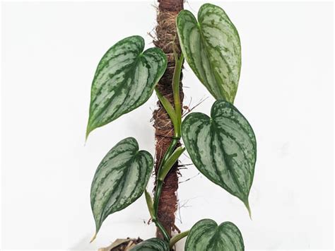 How To Care For Philodendron Brandtianum Plant Index