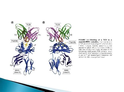 Chapter 7 Immune Receptors And Signal Transduction The