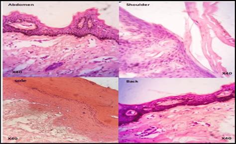 Histology Of Adult Tissues H E Top Left Tissue From The Abdomen