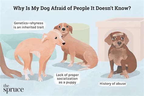 how to not be scared of dogs