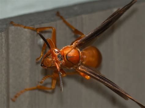 Red Wasp Identification Guide For NW Louisiana Residents