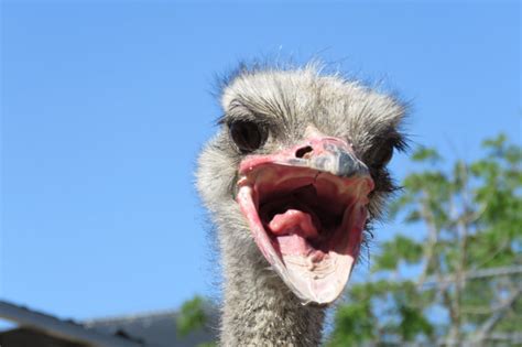 Meet our Emus, Ostriches, and Tortoises! - The Lion Habitat Ranch