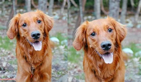 Everything About Irish Setter Golden Retriever Mix 2025
