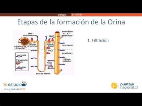 Que Funcion Cumple El Nefron Actualizado Julio