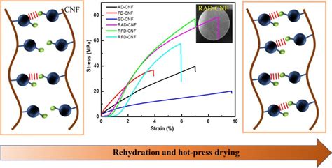 Effect Of Bonding On The Structure And Properties Of Nanocellulose