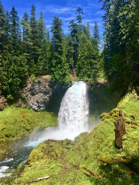 Hiking the McKenzie River Trail