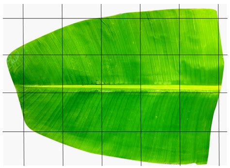 Calculate The Approximate Area Of The Banana Leaf If Each Square Is Of The Area 1 Cm 2