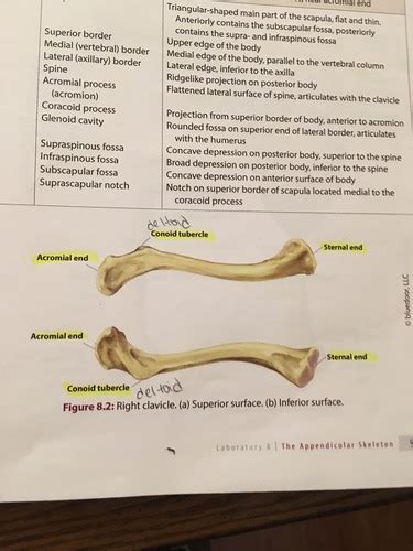 Lab Practical Appendicular Skeleton Flashcards Quizlet