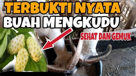 Manfaat Buah Mengkudu Untuk Domba Dan Kambing Peternak Wajib Tau YouTube