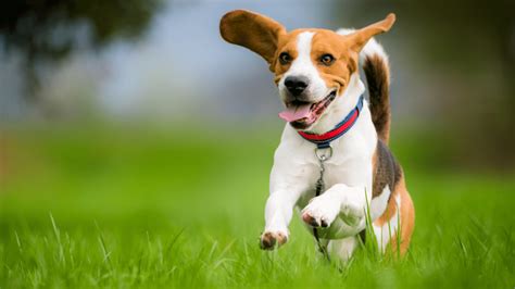 The 14 Healthiest Dog Breeds